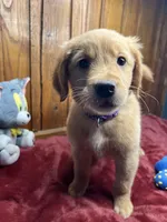 Ready to Go Home AKC Golden Retriever, a female Golden Retriever for sale in White Sulphur Springs, WV – Photo 1 of 2