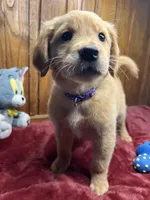 Ready to Go Home AKC Golden Retriever, a female Golden Retriever for sale in White Sulphur Springs, WV – Photo 2 of 2