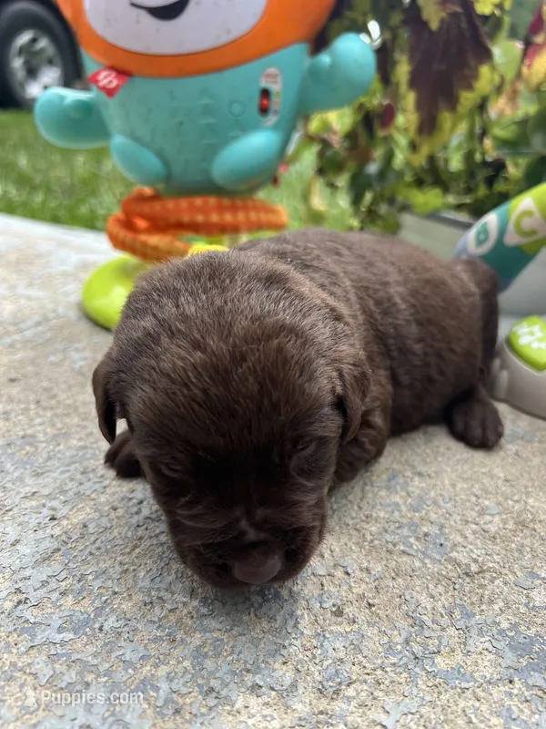 AKC Labrador Retriever  – Labrador Retriever puppy for sale in White Sulphur Springs, WV