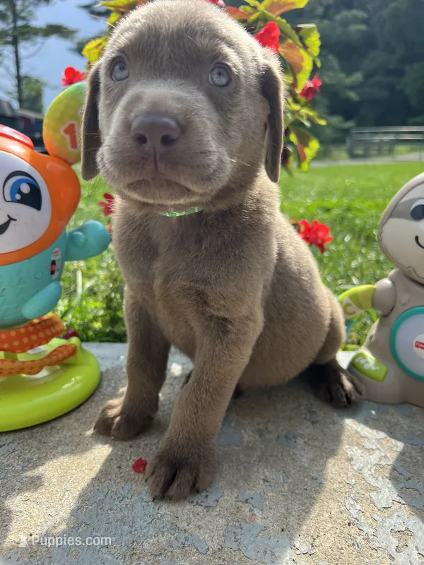 Ready to Go Labrador Retriever  – Labrador Retriever puppy for sale in White Sulphur Springs, WV