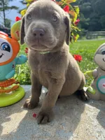 Ready to Go Labrador Retriever , a male Labrador Retriever for sale in White Sulphur Springs, WV – 1 of 2