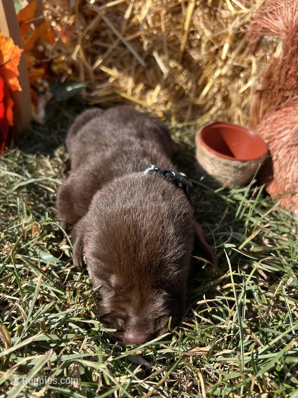Chocolate Labrador Retriever  – Labrador Retriever puppy for sale in White Sulphur Springs, WV