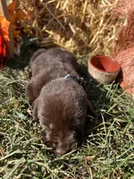 Chocolate Labrador Retriever , a male Labrador Retriever for sale in White Sulphur Springs, WV – 1 of 2