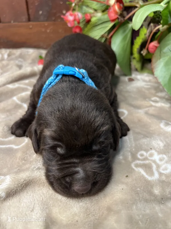 AKC Chocolate Labrador Retriever  – Labrador Retriever puppy for sale in White Sulphur Springs, WV