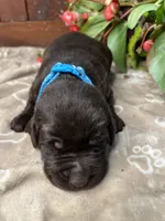AKC Chocolate Labrador Retriever , a male Labrador Retriever for sale in White Sulphur Springs, WV – 1 of 2