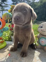 Ready to Go Labrador Retriever , a male Labrador Retriever for sale in White Sulphur Springs, WV – 2 of 2
