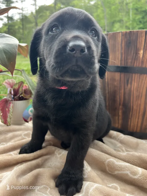 Ready to Go Black Labrador Retriever  – Labrador Retriever puppy for sale in White Sulphur Springs, WV
