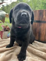 Black Labrador Retriever , a female Labrador Retriever for sale in White Sulphur Springs, WV – 1 of 2