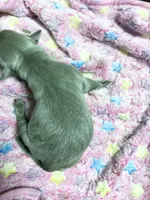 AKC Silver Labrador Retriever , a female Labrador Retriever for sale in White Sulphur Springs, WV – 1 of 1