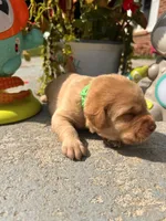 AKC Fox Red Labrador Retriever , a male Labrador Retriever for sale in White Sulphur Springs, WV – 2 of 2