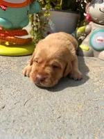AKC Fox Red Labrador Retriever , a male Labrador Retriever for sale in White Sulphur Springs, WV – 2 of 2