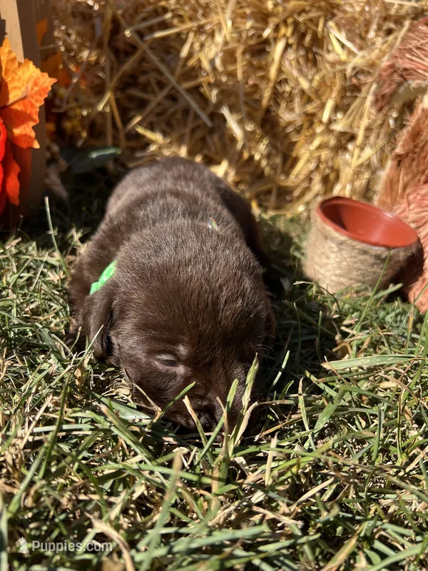 Chocolate Labrador Retriever  – Labrador Retriever puppy for sale in White Sulphur Springs, WV
