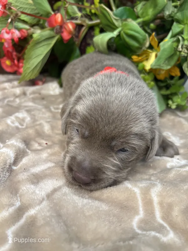 AKC Silver Labrador Retriever  – Labrador Retriever puppy for sale in White Sulphur Springs, WV