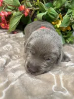 AKC Silver Labrador Retriever , a male Labrador Retriever for sale in White Sulphur Springs, WV – 1 of 2