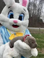 AKC Silver Labrador Retriever , a female Labrador Retriever for sale in White Sulphur Springs, WV – Photo 2 of 2