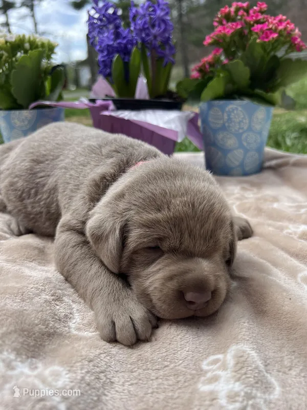 AKC Silver Labrador Retriever  – Labrador Retriever puppy for sale in White Sulphur Springs, WV
