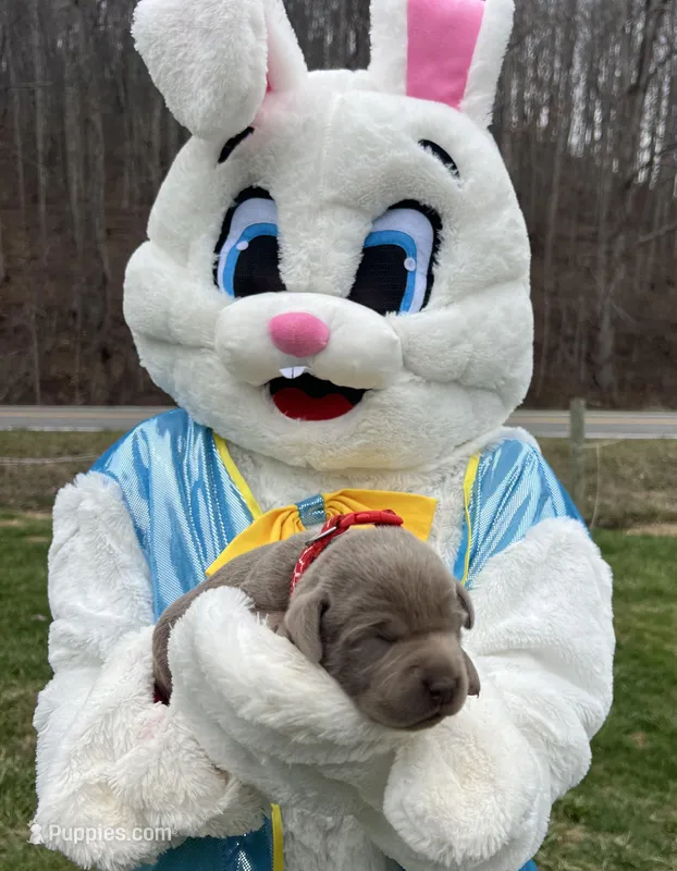 AKC Silver Labrador Retriever  – Labrador Retriever puppy for sale in White Sulphur Springs, WV