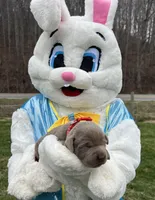 AKC Silver Labrador Retriever , a female Labrador Retriever for sale in White Sulphur Springs, WV – Photo 1 of 2
