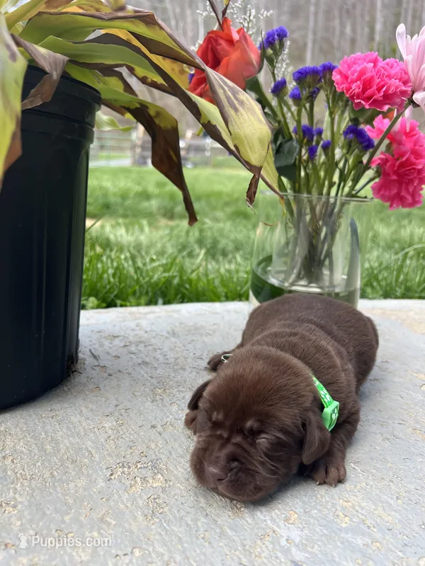 Chocolate Labrador Retriever  – Labrador Retriever puppy for sale in White Sulphur Springs, WV