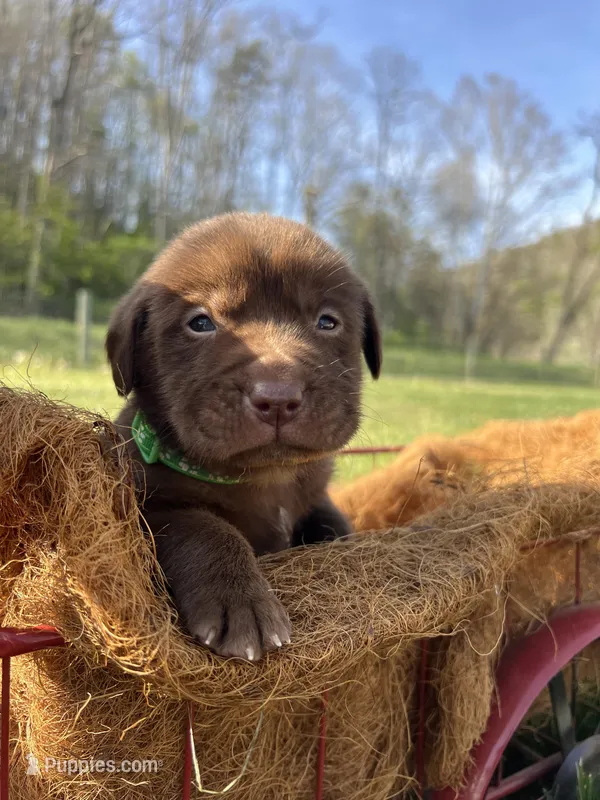 Chocolate Labrador Retriever  – Labrador Retriever puppy for sale in White Sulphur Springs, WV