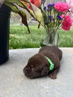 Chocolate Labrador Retriever , a female Labrador Retriever for sale in White Sulphur Springs, WV – Photo 2 of 2