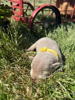 AKC Silver Labrador Retriever , a male Labrador Retriever for sale in White Sulphur Springs, WV – Photo 2 of 2