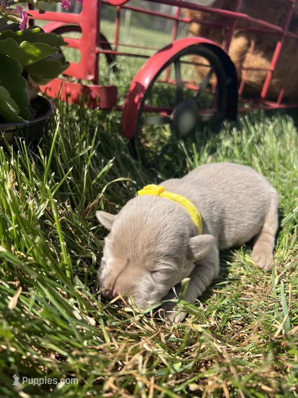 AKC Silver Labrador Retriever  – Labrador Retriever puppy for sale in White Sulphur Springs, WV