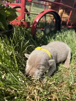 AKC Silver Labrador Retriever , a male Labrador Retriever for sale in White Sulphur Springs, WV – Photo 1 of 2
