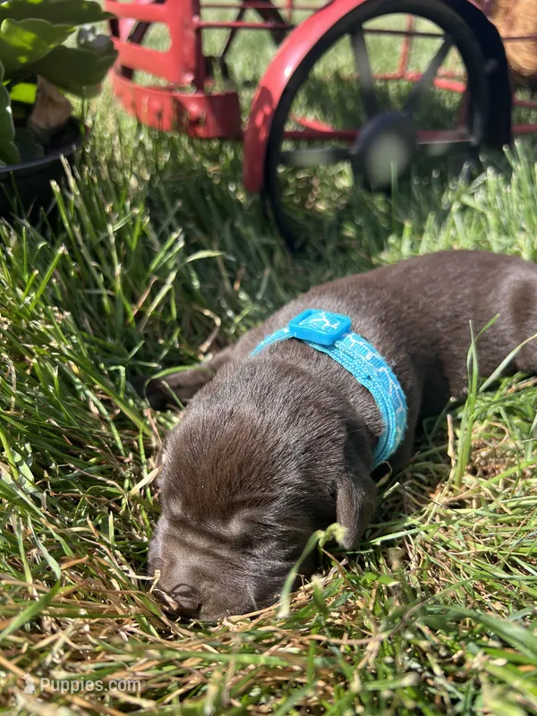 AKC Chocolate Labrador Retriever  – Labrador Retriever puppy for sale in White Sulphur Springs, WV