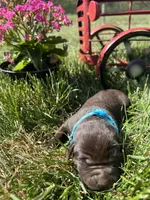 AKC Chocolate Labrador Retriever , a male Labrador Retriever for sale in White Sulphur Springs, WV – Photo 2 of 2