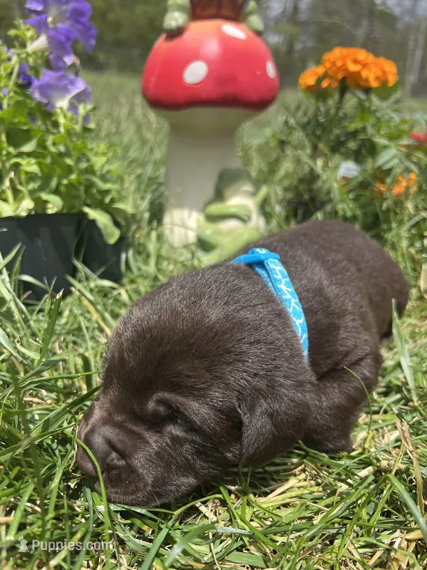 AKC Chocolate Labrador Retriever  – Labrador Retriever puppy for sale in White Sulphur Springs, WV