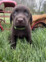 Ready to Go AKC Chocolate Labrador Retriever , a female Labrador Retriever for sale in White Sulphur Springs, WV – Photo 2 of 2