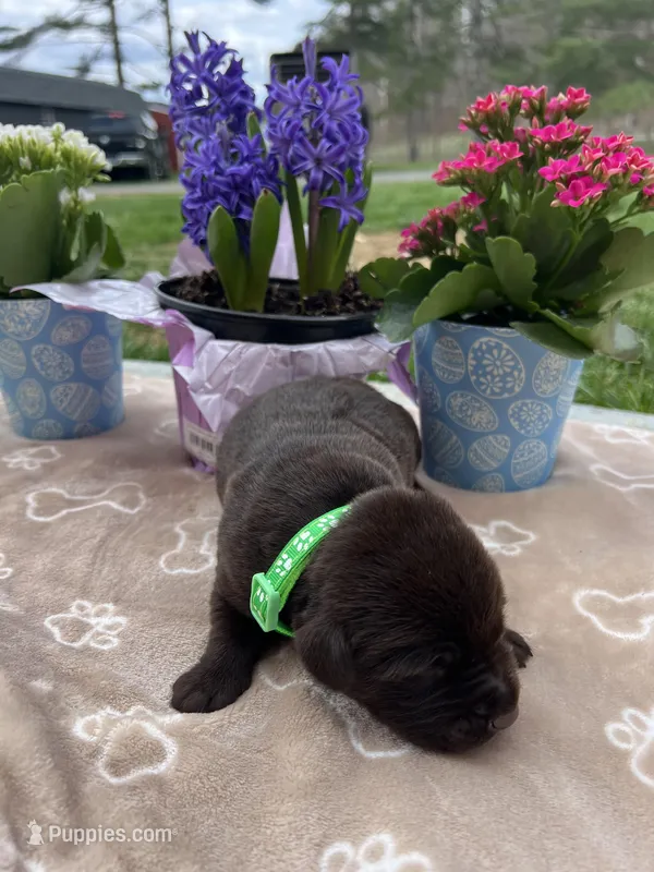 AKC Chocolate Labrador Retriever  – Labrador Retriever puppy for sale in White Sulphur Springs, WV