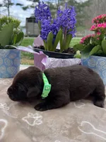 AKC Chocolate Labrador Retriever , a female Labrador Retriever for sale in White Sulphur Springs, WV – Photo 2 of 2