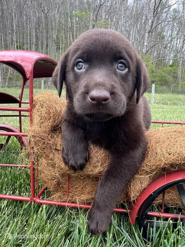 Ready to Go AKC Chocolate Labrador Retriever  – Labrador Retriever puppy for sale in White Sulphur Springs, WV