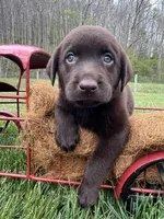 Ready to Go AKC Chocolate Labrador Retriever , a female Labrador Retriever for sale in White Sulphur Springs, WV – Photo 1 of 2