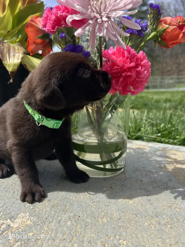 AKC Chocolate Labrador Retriever  – Labrador Retriever puppy for sale in White Sulphur Springs, WV