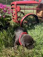 AKC Chocolate Labrador Retriever , a female Labrador Retriever for sale in White Sulphur Springs, WV – Photo 2 of 2