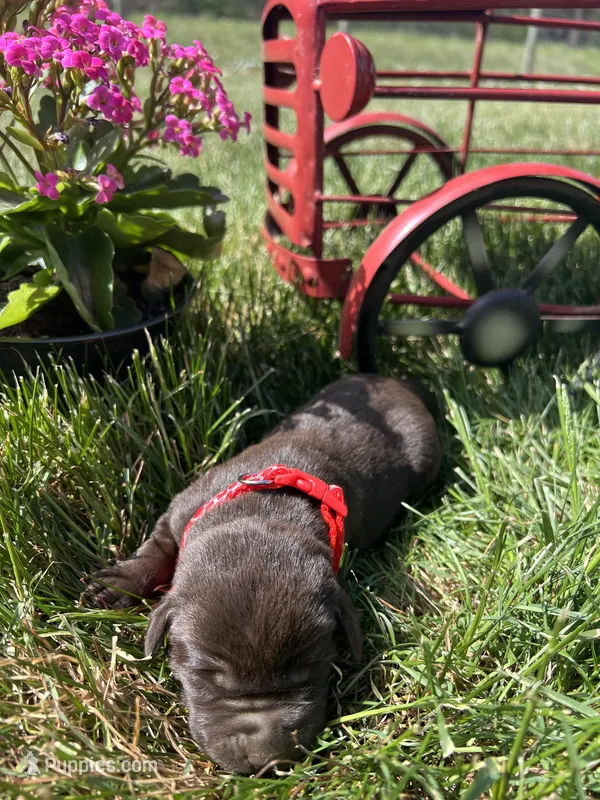 AKC Chocolate Labrador Retriever  – Labrador Retriever puppy for sale in White Sulphur Springs, WV