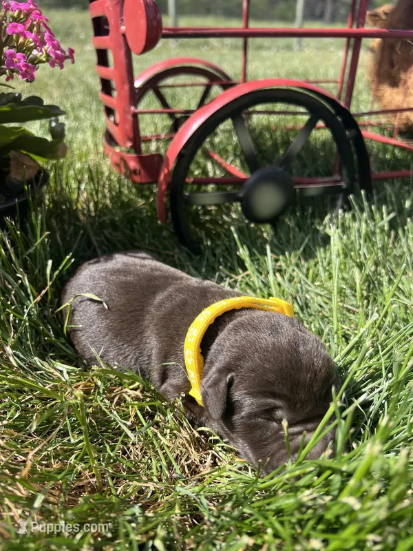 AKC Chocolate Labrador Retriever  – Labrador Retriever puppy for sale in White Sulphur Springs, WV