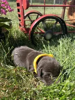 AKC Chocolate Labrador Retriever , a female Labrador Retriever for sale in White Sulphur Springs, WV – Photo 1 of 2