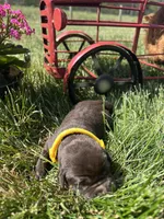 AKC Chocolate Labrador Retriever , a female Labrador Retriever for sale in White Sulphur Springs, WV – Photo 2 of 2