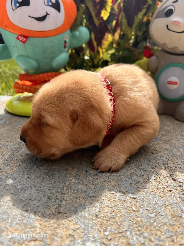 AKC Fox Red Labrador Retriever  – Labrador Retriever puppy for sale in White Sulphur Springs, WV