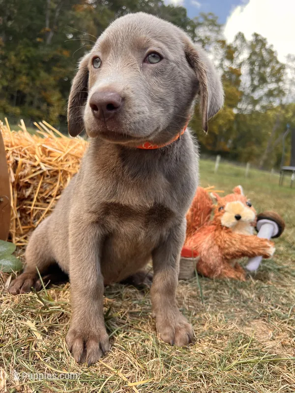 Ready to Go Home AKC Silver Labrador Retriever  – Labrador Retriever puppy for sale in White Sulphur Springs, WV