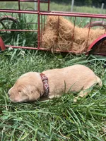 AKC Golden Retriever , a male Golden Retriever for sale in White Sulphur Springs, WV – 2 of 2