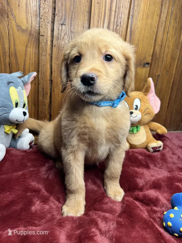 Ready to Go Home AKC Golden Retriever