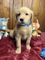 Ready to Go Home AKC Golden Retriever, a male Golden Retriever for sale in White Sulphur Springs, WV – Photo 1 of 2