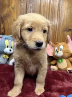 Ready to Go Home AKC Golden Retriever, a male Golden Retriever for sale in White Sulphur Springs, WV – Photo 2 of 2