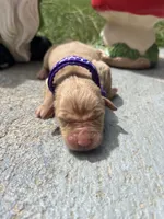 AKC Golden Retriever , a female Golden Retriever for sale in White Sulphur Springs, WV – 2 of 2