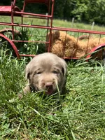 AKC Silver Labrador Retriever , a male Labrador Retriever for sale in White Sulphur Springs, WV – 2 of 2